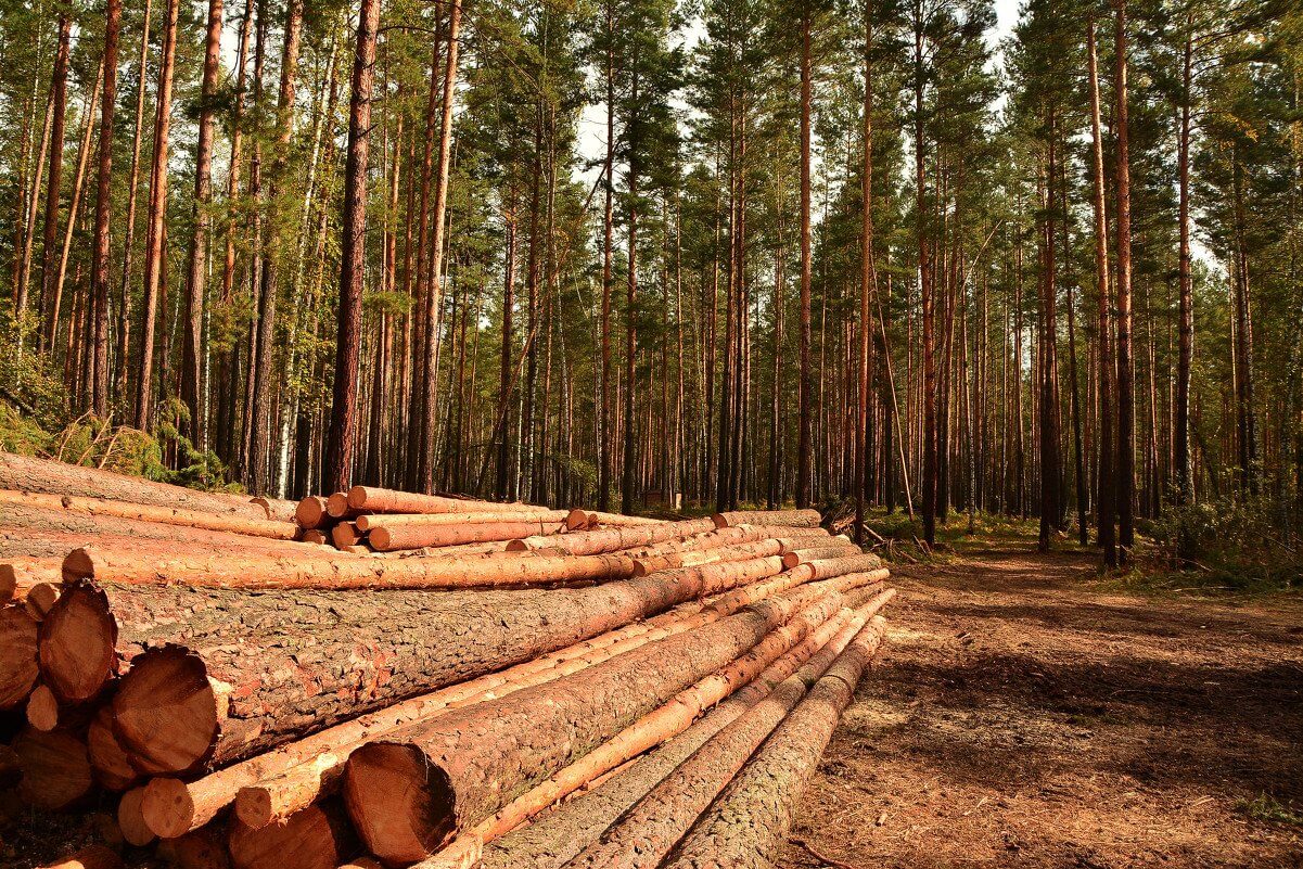 В Вологодской области банда «черных лесорубов» нарубила деревьев на 700 млн рублей