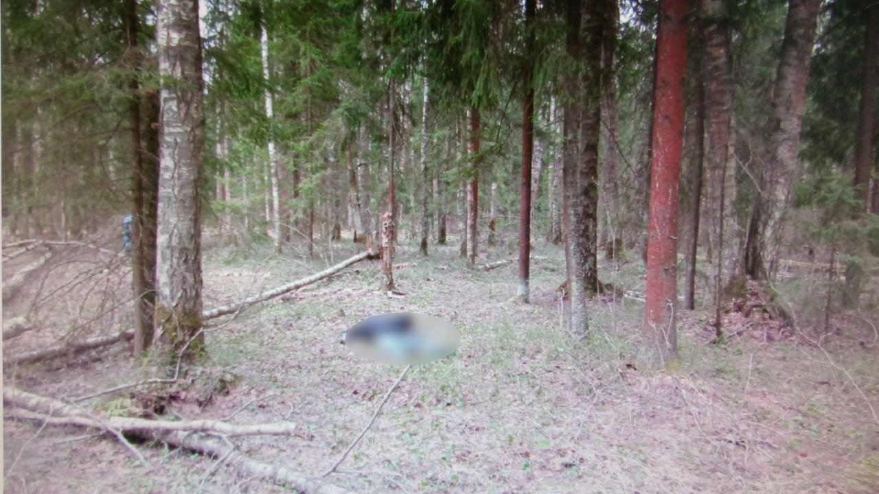 Пропавшего с начала этого года череповчанина нашли мертвым в лесу