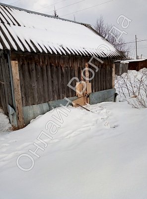 В Вологодском районе в сарайке без еды и воды погибает пес