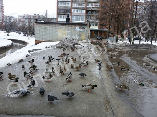 Венеция по-вологодски