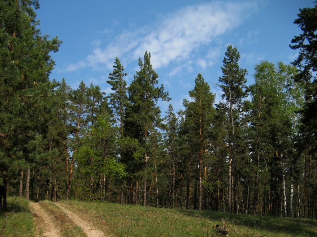 Лесной какая область. Хреновской Бор и Усманский Бор Воронеж. Хреновской Бор Бобровский район. Хреновской Лесной Бор. Сосновый Бор Вологодская область.