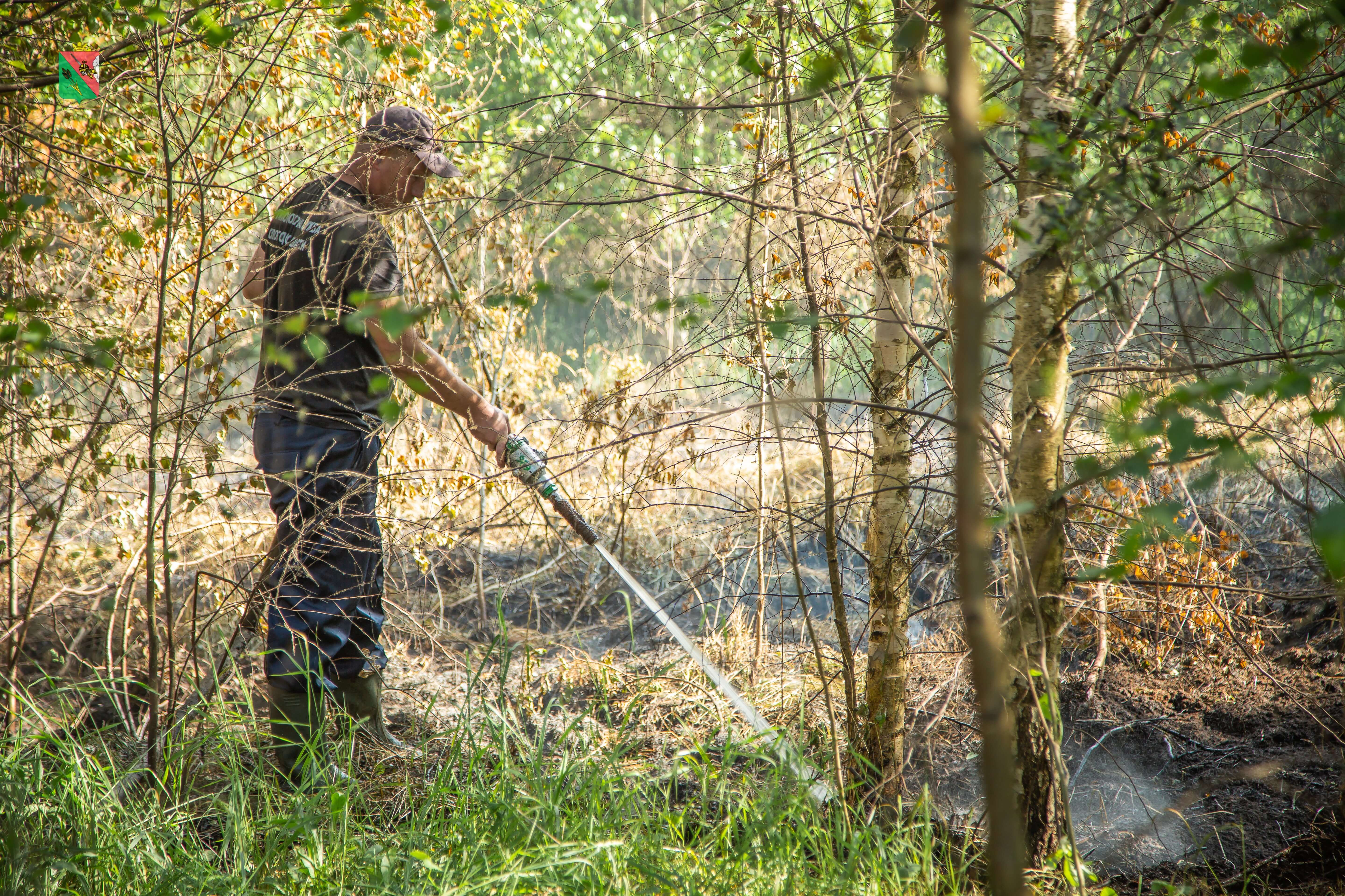 Fighting forest