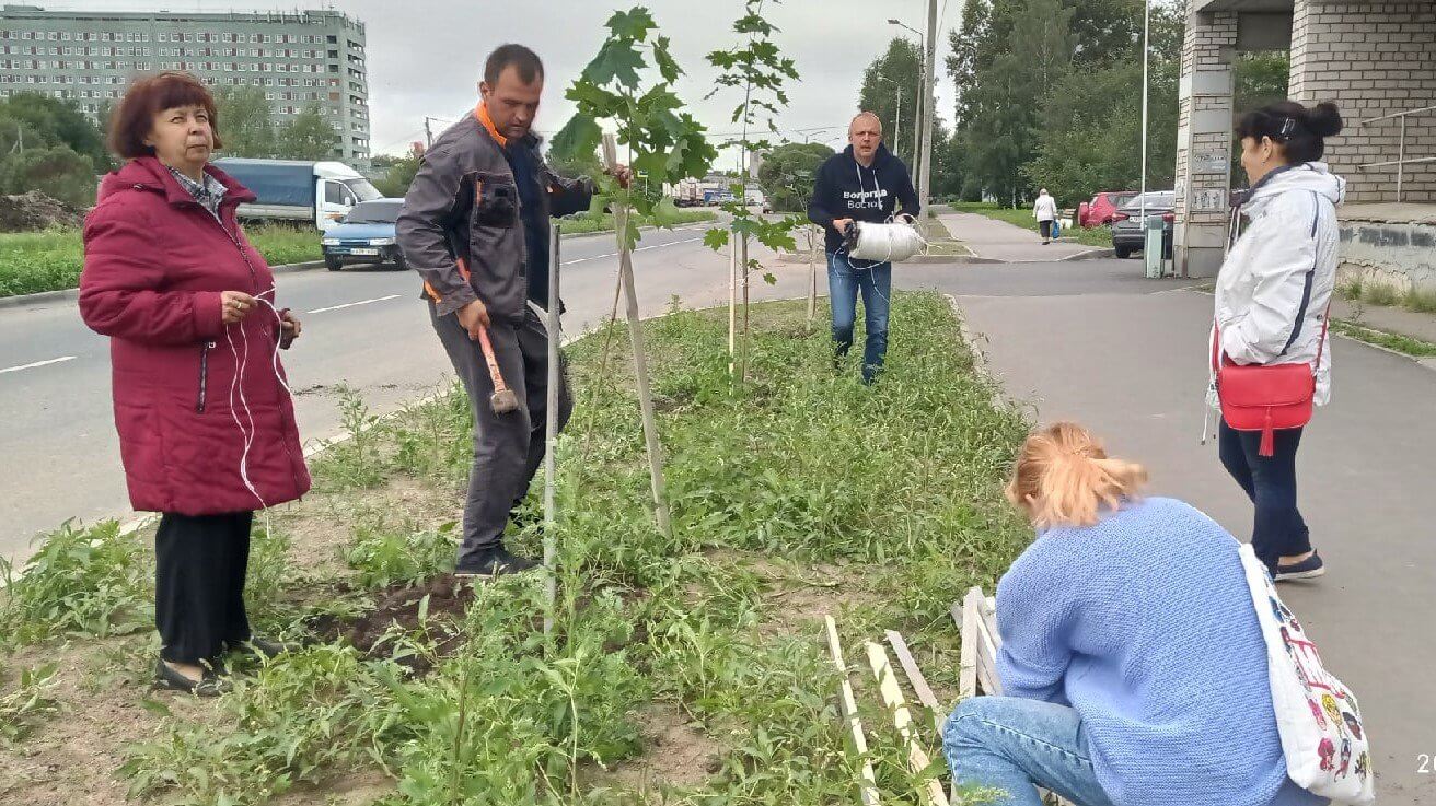 На улице Новгородской высадили кленовую аллею raquo Онлайн Вологда - о том, чем живет Вологда