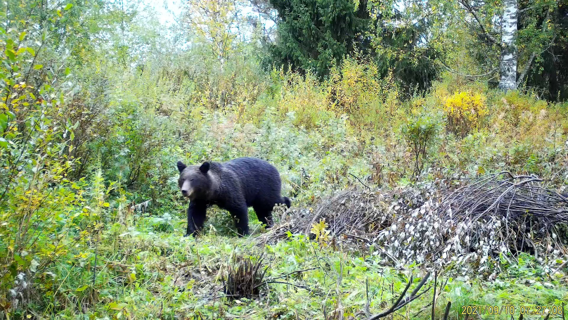 Парк северных животных. Национальный парк Вологодской области. Бурый медведь в Вологодской области.
