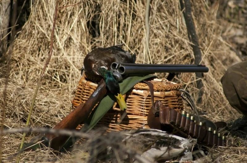 Сезон охоты в прошлом году прошел в Вологодской области без запретов