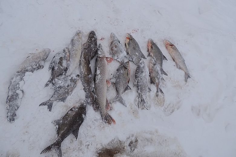 Незаконный вылов рыбы пресекли в Вашкинском районе