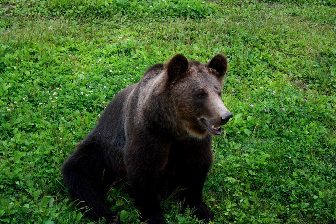 Какие животные вологодской области. Бурый медведь в Вологодской области. Животные. Бурый медведь в Калужской области. Дикие животные Вологодской области.