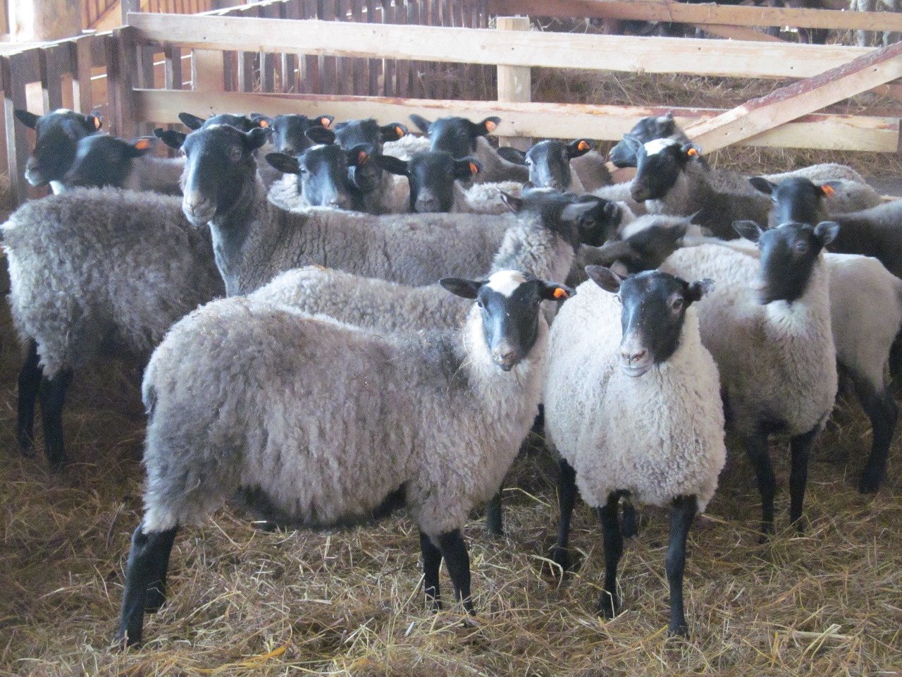 Хозяйство Романовские овец