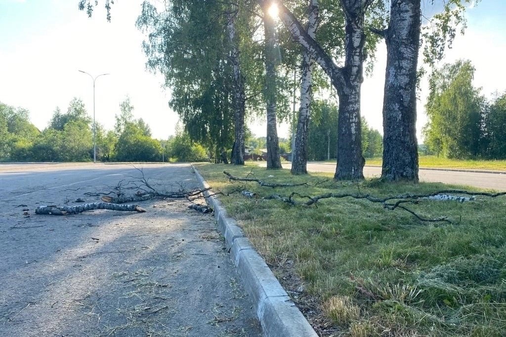 В Череповце на женщину с младенцем на руках свалилось дерево » Онлайн Вологда - о том, чем живет Вологда