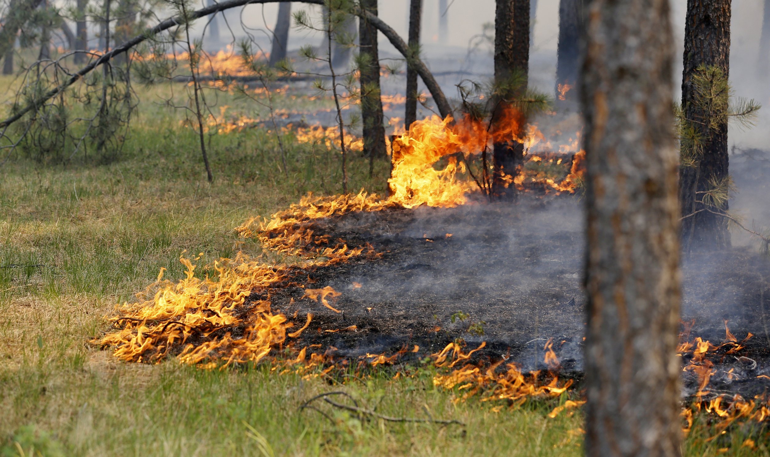 Повышенная пожароопасность. Пожар в лесу. Природные пожары. Огонь Лесные пожары.