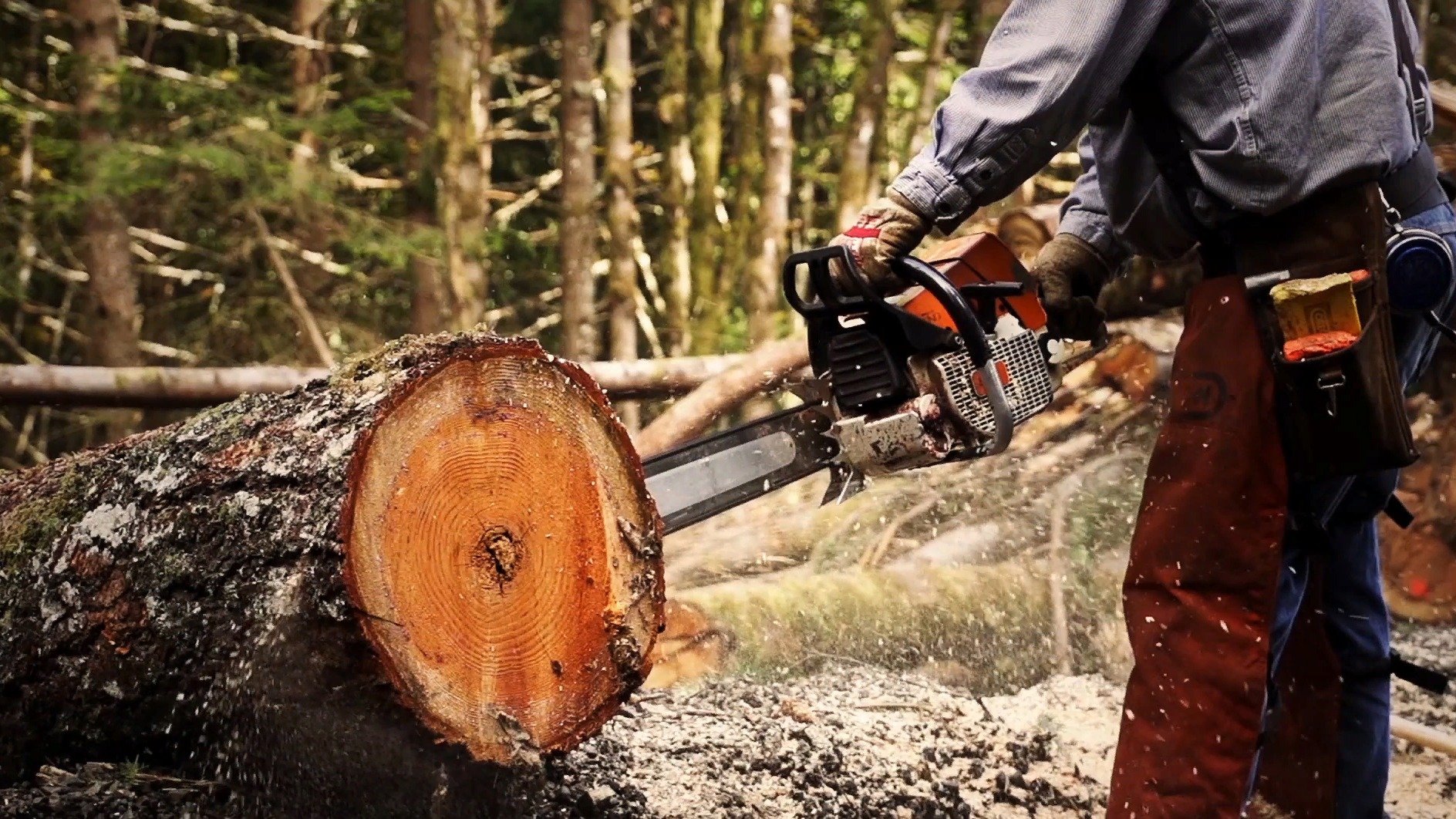 Специалист лесничества незаконно вырубил более 700 кубометров леса на сумму почти 7 млн рублей