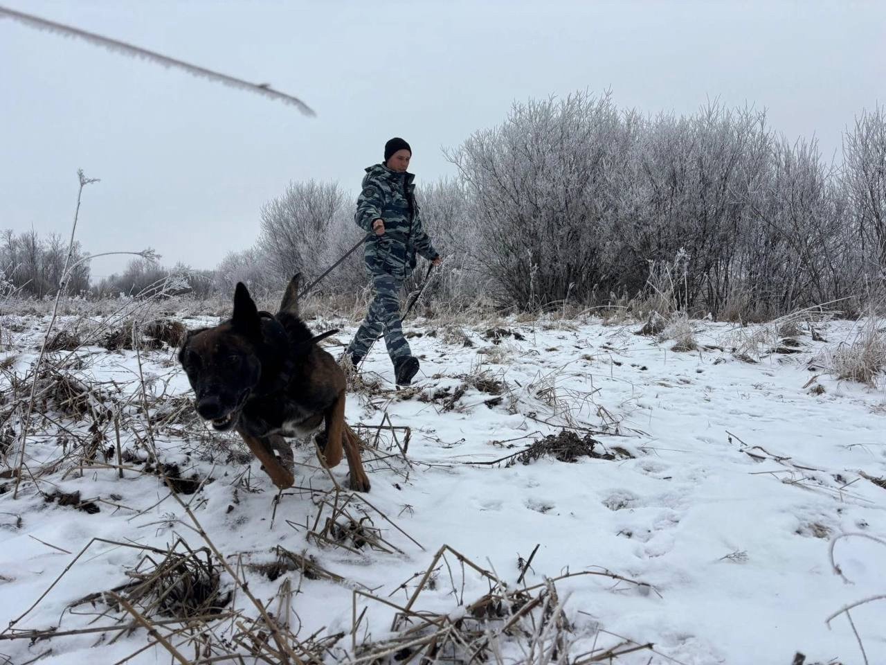 Полицейские с собакой нашли заблудившуюся пенсионерку под Вологдой